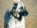 kangal description