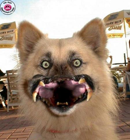 balde dog