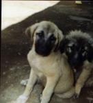 des chiens